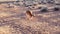 Kangaroo running in red desert