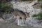 Kangaroo on Sandy Beach