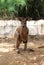 Kangaroo sits on its hind legs, Thailand