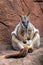 Kangaroo sitting