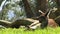 Kangaroo sitting on grass