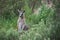 Kangaroo sitting among green bushes
