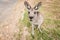 Kangaroo sitting and waiting for food.