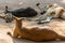 Kangaroo sleeping in a zoo, a leaping mammal of Australia and nearby islands that feeds on plants