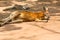 Kangaroo sleeping in a zoo, a leaping mammal of Australia and nearby islands that feeds on plants