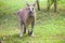 Kangaroo Standing