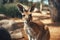 a kangaroo standing in the dirt