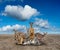 Kangaroo standing on the ground