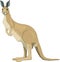 Kangaroo Standing Illustration