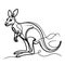A kangaroo standing on its hind legs, with its front legs folded under its body.