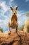 a kangaroo standing on a rock