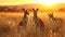 Kangaroo standing in the savanna with setting sun shining.