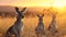 Kangaroo standing in the savanna with setting sun shining.