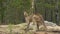 Kangaroo Standing In Wooded Area