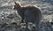 Kangaroo sunbathing in late afternoon sun