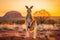 Kangaroo at sunset in Kalbarri National Park, Australia, Kangaroo at sunset in Kalahari desert, South Africa, An Australian