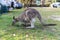 Kangaroo in a touring car camp,australia