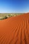 Kangaroo tracks on red sand, Northern Territory, Australia