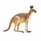 kangaroo vector on white background