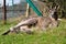 Kangaroo wallaby australia animal zoo farm pet