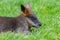 Kangaroo: Wallaby close-up portrait