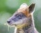 Kangaroo: Wallaby close-up portrait