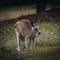 Kangaroo Wallaby is hiding in the grass on the shore of the lake. Australian wildlife. Queensland