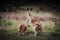 Kangaroo Wallaby is hiding in the grass on the shore of the lake. Australian wildlife. Queensland