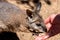 Kangaroo wallaby Macropodidae eatting food from human hands. Australia, Kangaroo Island