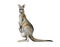 Kangaroo watercolor illustration. Hand drawn Australia animal with a baby in a pouch. Grey kangaroo side view realistic