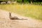 Kangaroo wounded by a car lying on the road