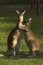 Kangaroos