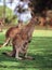 Kangaroos