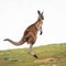 Kangaroos aerial charm portrait highlighting the marsupials dynamic mid jump pose