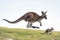 Kangaroos aerial charm portrait highlighting the marsupials dynamic mid jump pose