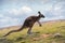 Kangaroos aerial charm portrait highlighting the marsupials dynamic mid jump pose