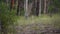 Kangaroos on alert in a forest in Australia