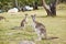 Kangaroos Australia Camping Wildlife