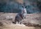 Kangaroos from australia  forest fire 2020