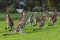 Kangaroos in the Australian outback