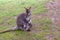 Kangaroos with baby in the bag