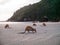 Kangaroos at the beach during sunrise, Cape Hillsborough