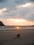 Kangaroos at the beach during sunrise, Cape Hillsborough