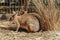 Kangaroos in captivity at New South Wales, Australia.