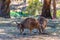 Kangaroos at Cleland wildlife park near Adelaide, Australia