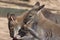 Kangaroos eating fruit