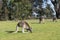 Kangaroos family, Australia