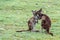 Kangaroos family father mother and son portrait