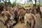 Kangaroos Feeding