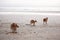 Kangaroos Feeding On The Beach